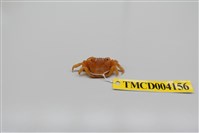 藏品(雙齒近相手蟹)的圖片